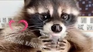 Прикольные видео с животными #46 / забавные животные / милые животные /