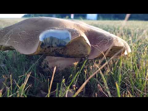 Video: Tamo Gdje Rastu Gljive