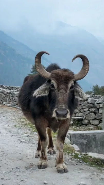 'Carabao Got Moves! Budots King of the Farm!'
