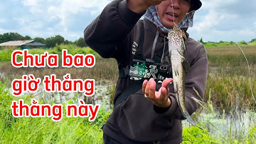 Câu cá lóc | thấy cá mới câu được | rong chơi miền tây #fishing #sonrau #lurecaloc