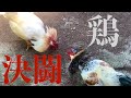 鶏決闘
