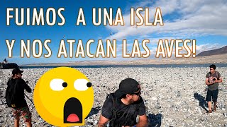 Fuimos a la Isla Santa Maria y nos atacaron las aves! 🦅