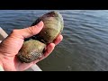 Atrapando conchas de pesca cocina y campamento en hermoso rio