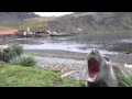 Screaming Seal