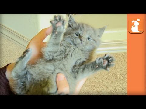 Kitty Tickle Fight! So So So CUTE! - Kitten Love