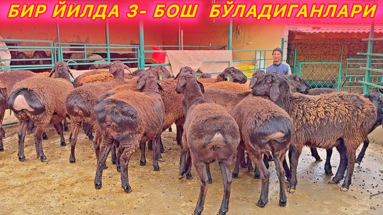 СИФАТ ВА СТАНДАРТ БАРАКАНИНГ ГАРОВИ