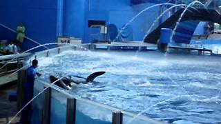 Killer Whale Show At Sea World! With A Surprise At The End ;)