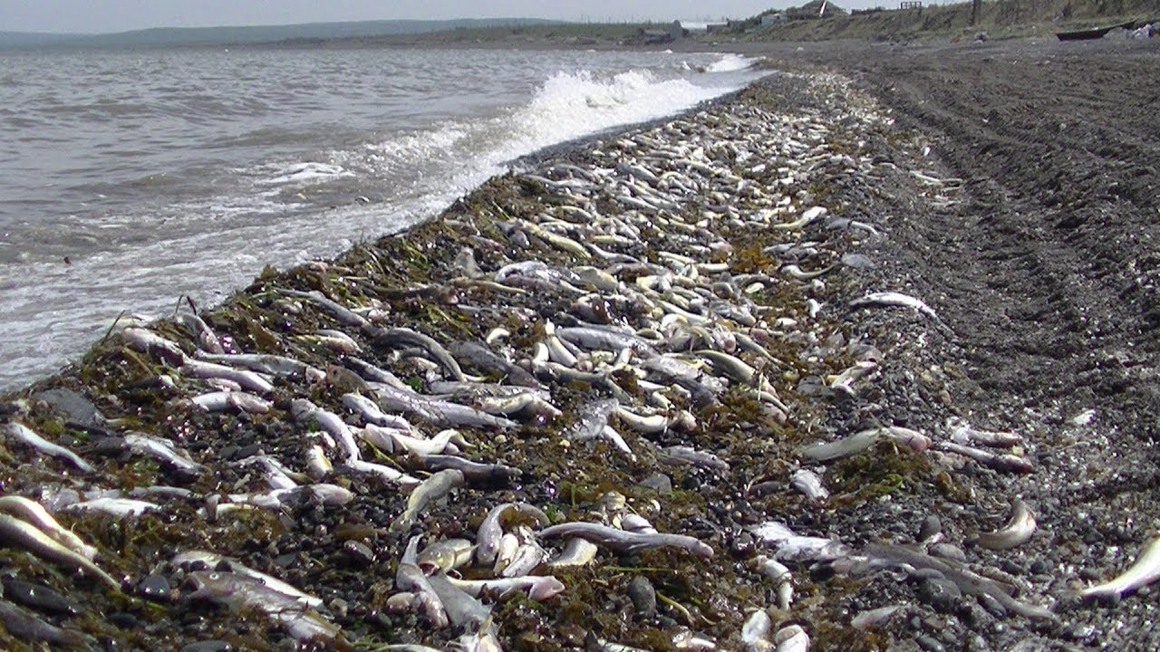 Сколько видов рыб водится в охотском