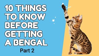 10 Things to Know Before Getting a Bengal - Part 2 #cat #bengalcat