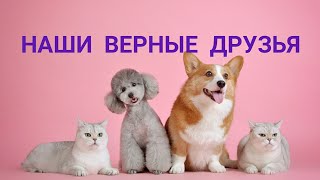 НАШИ ВЕРНЫЕ ДРУЗЬЯ