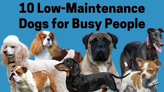 10 Low-Maintenance Dogs for Busy People by Pet Fix 325 views 2 years ago 11 minutes, 19 seconds