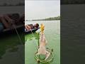 Amazing Village Pond Fish Trap Technique fishing #fish #fishingvideo