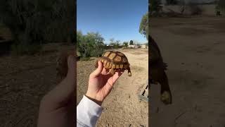 Baby Tortoise Spring Routine 🐢☀️