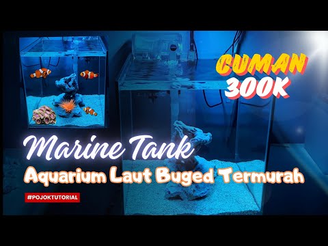 Belajar Aquarium Laut