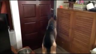 the German shepherd dog greets his dad after work. Every 10000 subscribes I will take Walcott to spa