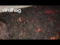 Bat Infestation || ViralHog