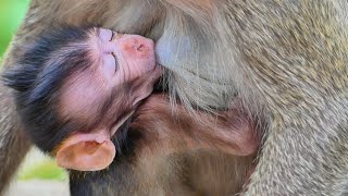 Oh No! While A Baby monkey Mala Sleeping breastfeeding a p_oor mom monkey Messi asking for food