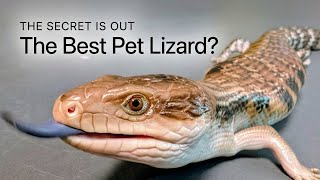 Blue Tongue Skink: Why This Lizard Is Actually The Perfect Pet