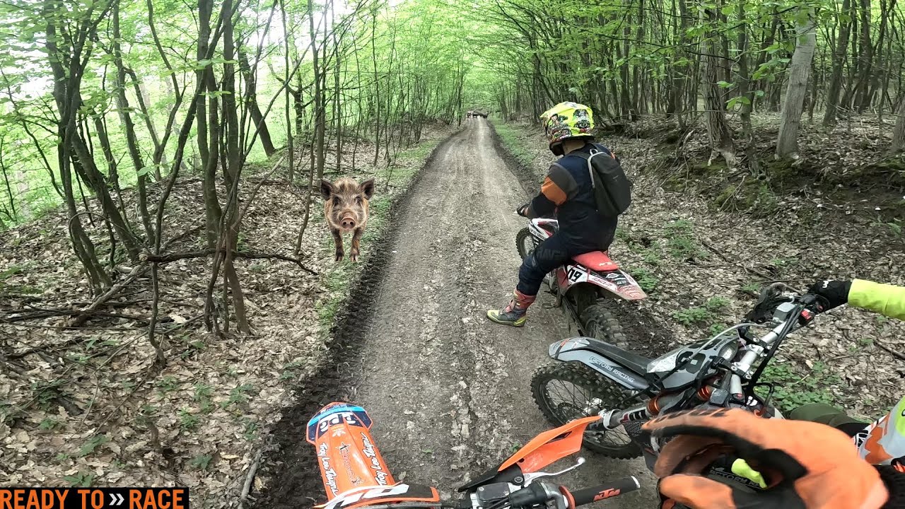 Lozenska 4/5/2025 - Срещнахме прасетата