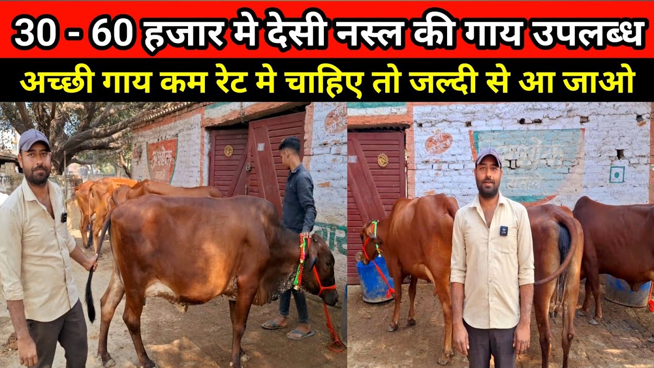 लखनऊ में गायों की भारी लाट कीमत  (35000 से 60000 ₹ ) में उपलब्ध | triloki yadav dairy farm