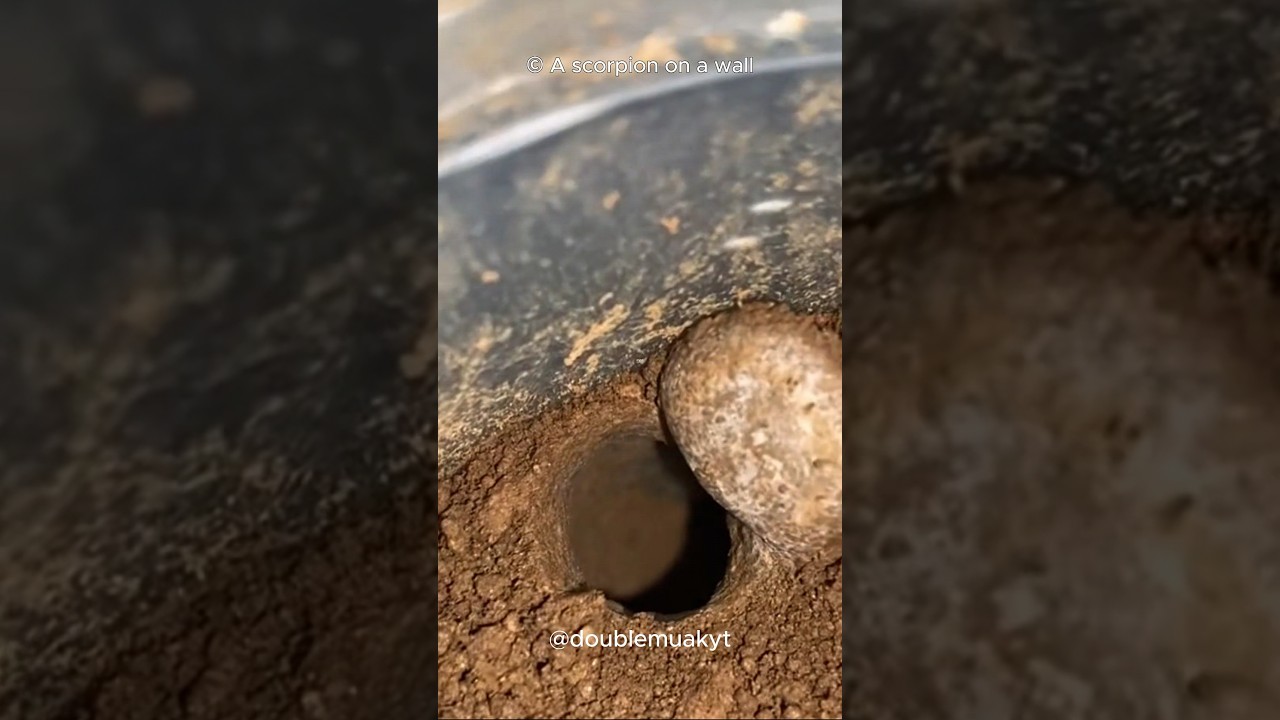 Master of Traps | TrapDoor Spider 🕷️