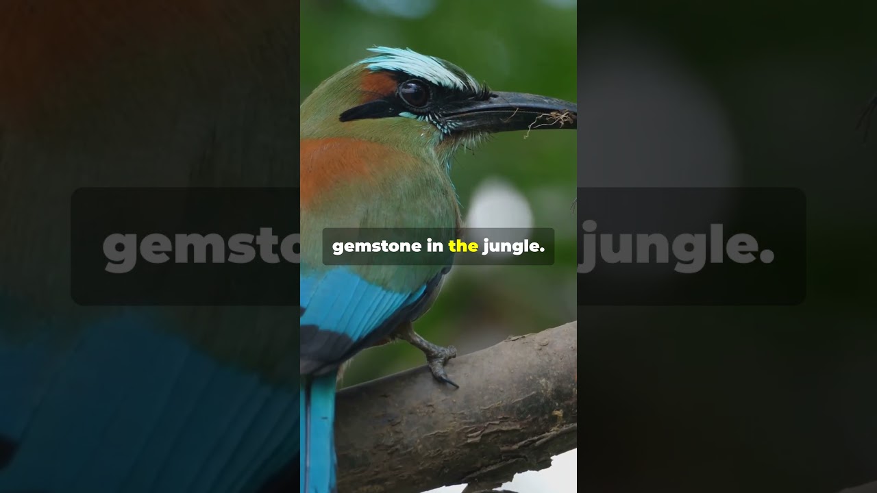 Discover the Mysteries of the Amazonian  MotMot Bird