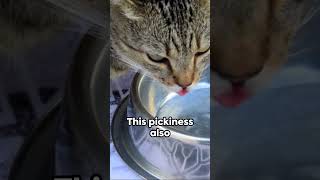 Fussy Felines - Why Cats Are Picky Eaters Cat Facts