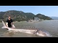 TOP 3 BIGGEST STURGEON CAUGHT ON CAMERA! (compilation)