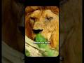Hidden Truth, Stolen Song | The Lion Sleeps Tonight 💤 | Explained in Hindi ! Classic Song ka sach
