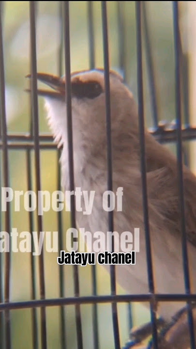 pancingan langaung bunyi #trucuk #trucukjantanmemanggilbetina #trucukbetinamemanggiljantan #birdsong