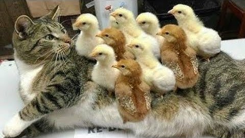 KUCING LUCU Dan anak kucing mengeong. kompilasi [HD]