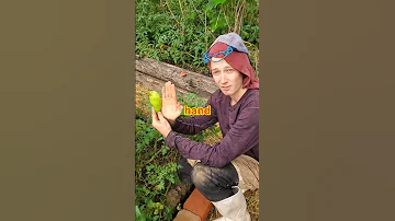 Achocha In The Garden 