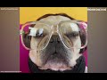 Funny and cute french bulldog compilation  monkoodog