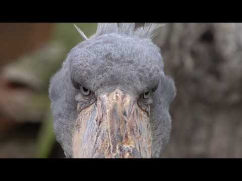 何だかかっこいいハシビロコウのボンゴ!-shoebill-bongo-and-marimba-18