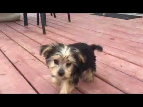 Yorkies - YouTube