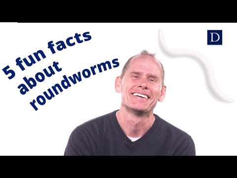 Video: Welke van de volgende rondwormen is kosmopolitisch?