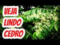 Cedro-rosa Linda Árvore que produz madeira de excelente qualidade. Nome científico: Cedrela fissilis