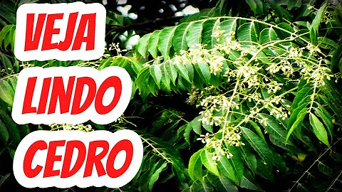 O que significa pau de cedro na Bíblia?