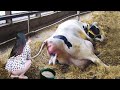 Manual defecation of cows hand milking baby calf born incredible smart farming 2023