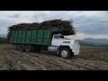 Cultivando caña de Azúcar en el estado de Morelos(Peligros en el campo y maniobras de los carros)