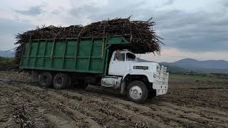 Cultivando caña de Azúcar en el estado de Morelos(Peligros en el campo y maniobras de los carros)