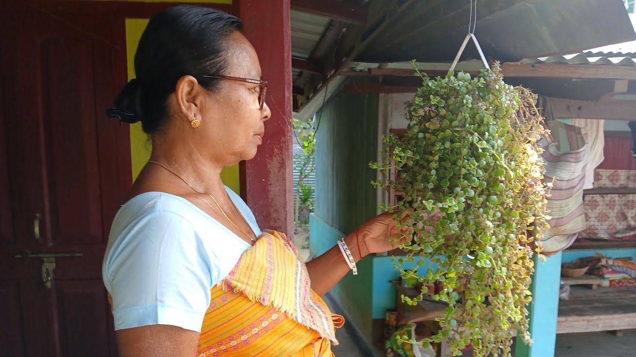 Jwngni Maa ni Pisa bibar Bagan🌸🌷🌺🌹🪴,Naidw ma ma bihar dong || 