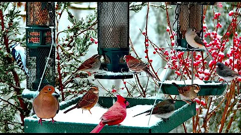 🔴LIVE Winter Cottage Bird Feeder: Cardinals, Woodpeckers, Snow Birds, Juncos, Sleep, Cat TV