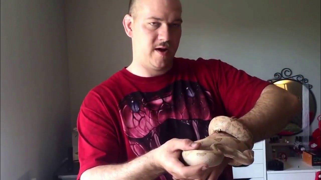 Do boa constrictors make good pets? Hog island YouTube