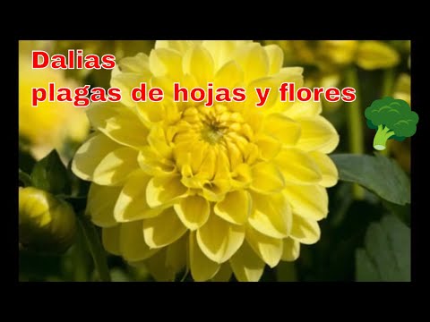 Video: Plagas de insectos dalias: aprenda a tratar las plagas que afectan a las dalias