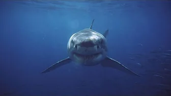 Minns government launches $2.5 million shark safety program after fatal attacks