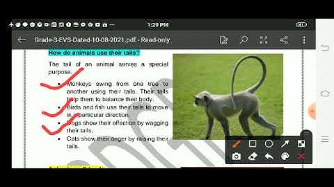 Grade 3 EVS Dated 10 08 2021