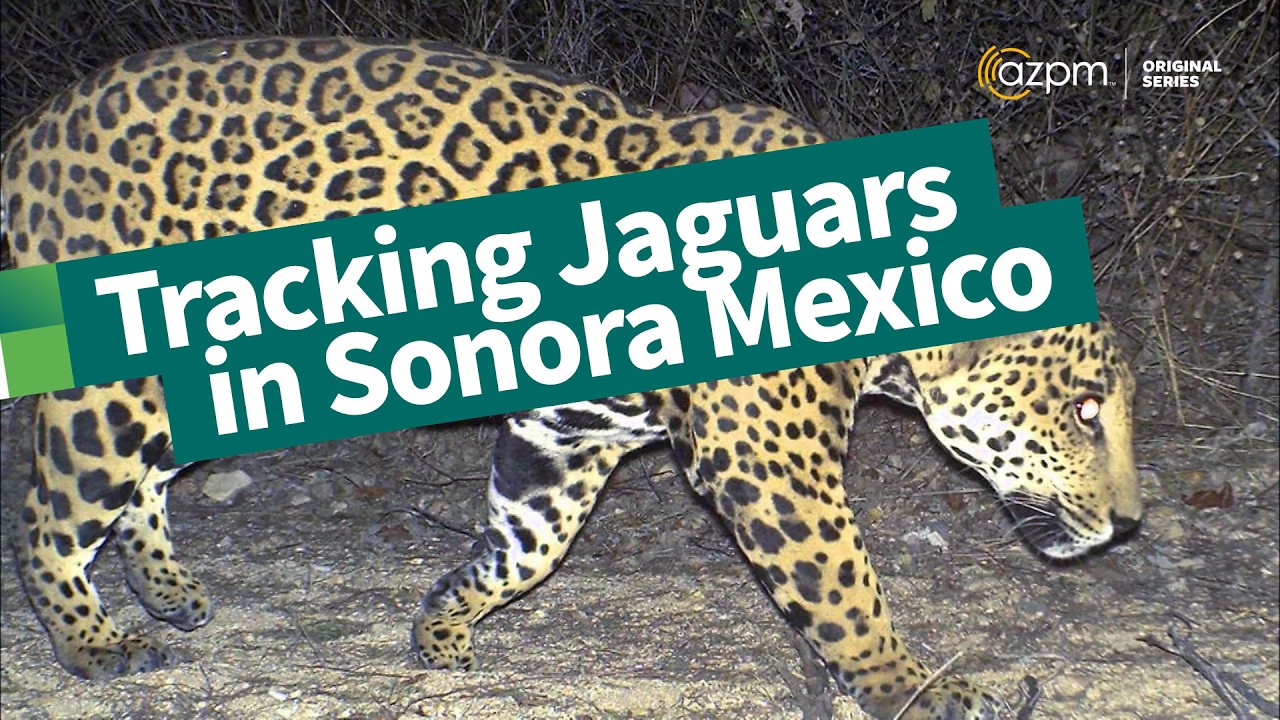Jaguars and Vaqueros | Tracking jaguars through Eastern Sonora Mexico | The Desert Speaks
