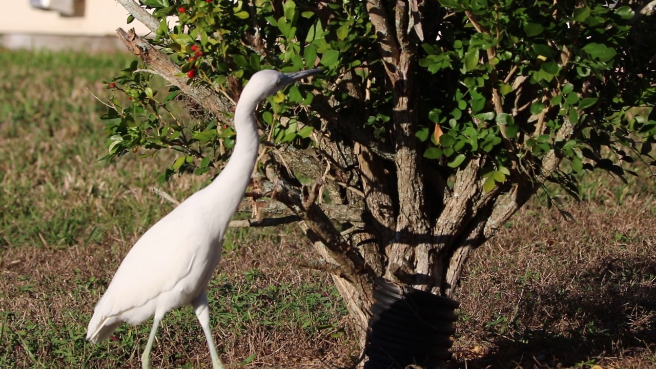 Juvenile Little Blue Heron foraging for insects (?) birds chirping