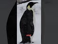 Adelie vs Emperor Penguin